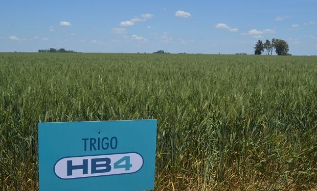 La Comisión de Enlace expresa su preocupación por las más de 50.000 hectáreas sembradas con el trigo HB4