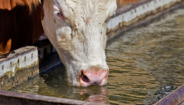 Ola de calor, ¿cómo manejar el estrés en bovinos?