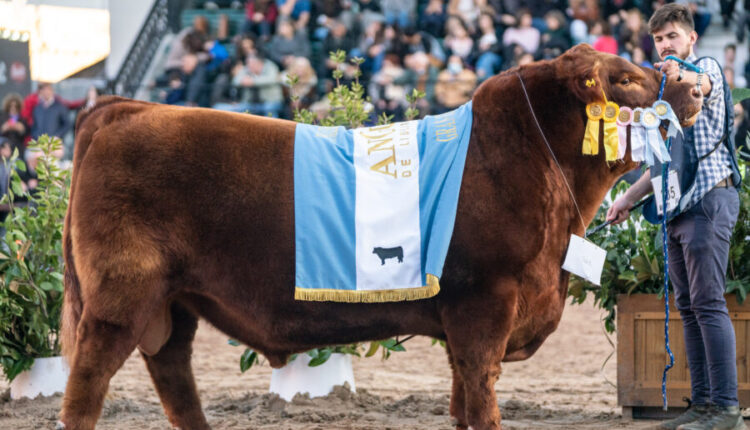El toro colorado Mateo fue elegido Gran Campeón Angus de Palermo 2022