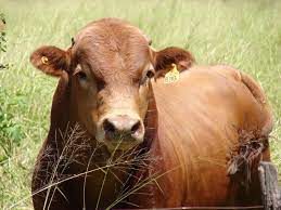 El MDA prorrogó la fecha del control obligatorio de enfermedades de transmisión sexual (ETS) en bovinos