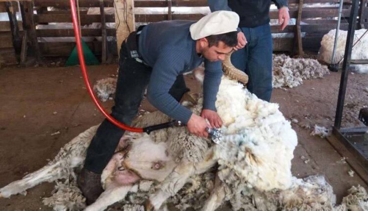 Alerta por acceso al dólar para la lana