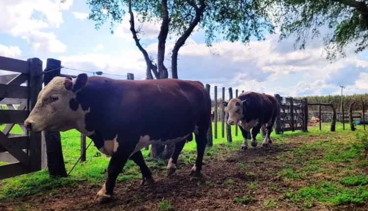 Pruebas pastoriles: el camino hacia una carne de mayor calidad