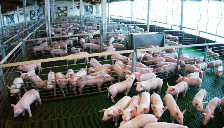La carne porcina argentina llega por primera vez a Filipinas