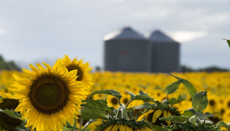 Cosecha récord de girasol: creció un 28,2% respecto a la campaña anterior