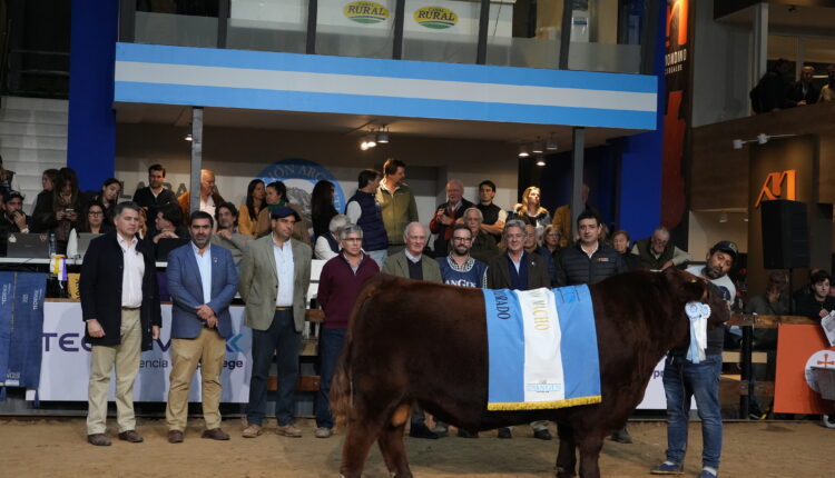 El Supremo Gran Campeón Angus fue para Quequén Sur y la Suprema Gran Campeona para La Alianza