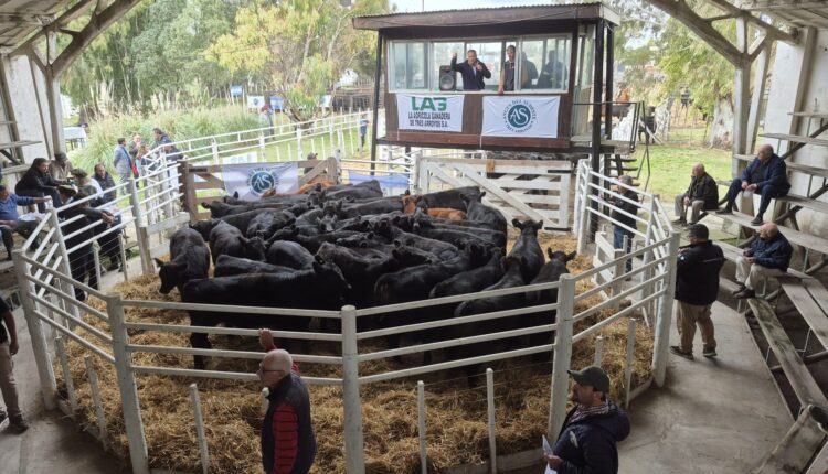 Sopló fuerte la sudestada genética en Tres Arroyos