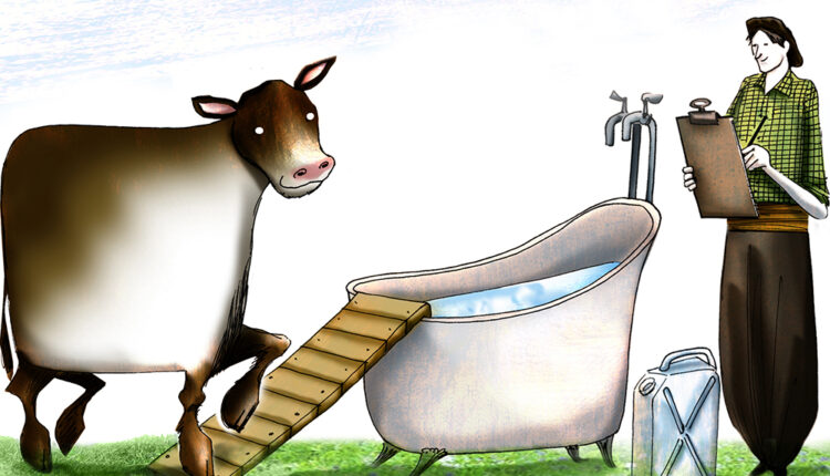 ¿Puedo erradicar la sarna bovina de mi campo?