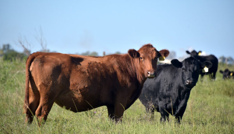 El Gobierno Nacional derogó 28 normas obsoletas de la cadena ganadera