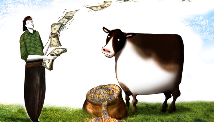 Maíz-afrechillo vs. Maíz-concentrado proteico ¿Quién da más?