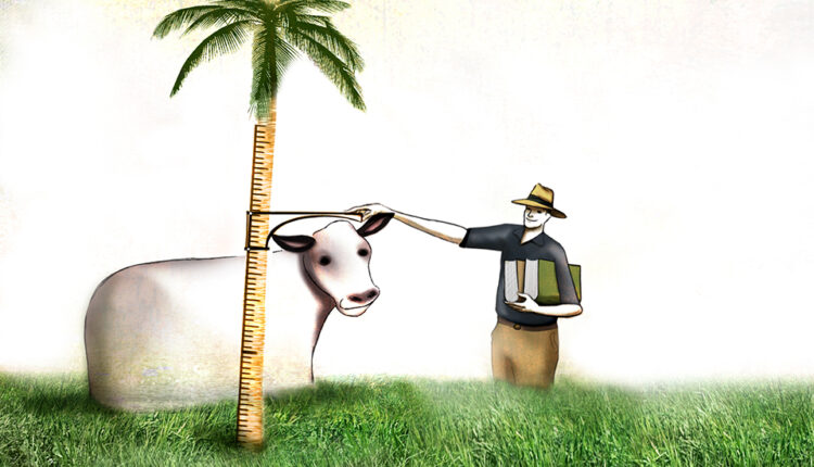 ¿Nuevo jugador? Viaje a la ganadería que más creció en este milenio