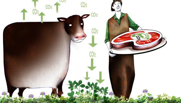 Huella de la carne: ¿Cuánto emite restando el secuestro del pasto?