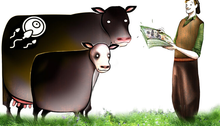 Productividad ¿Cómo repasar los vientres Angus?